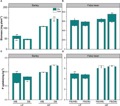 Crop domestication disrupts intercropping benefits: A case study from barley–faba bean mixture under contrasting P inputs